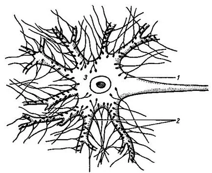 Обща физиология на централната нервна система 1988 Vorob'eva д