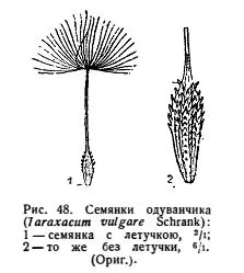 Dandelion или глухарче поле