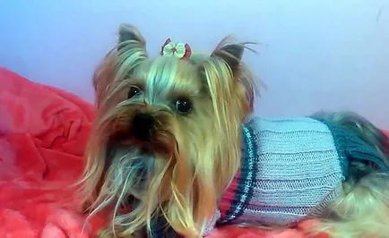 Yorkshire terrier a ruhák, képek és videó