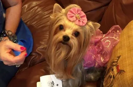 Yorkshire terrier a ruhák, képek és videó