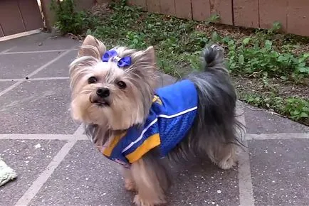 Yorkshire terrier a ruhák, képek és videó