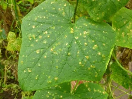 Краставица мозайка - причините за болестта и отговорът към него