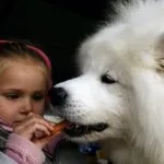 Samoyed Dog Breed Descriere (Husky Samoyede) - de ce așa-numitele programe de masterat și recenzii