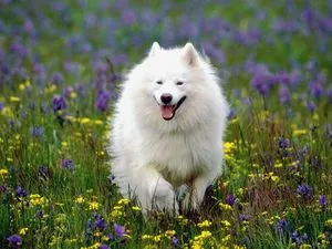 Samoyed Dog Breed Descriere (Husky Samoyede) - de ce așa-numitele programe de masterat și recenzii