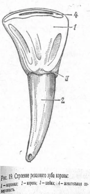 organele digestive