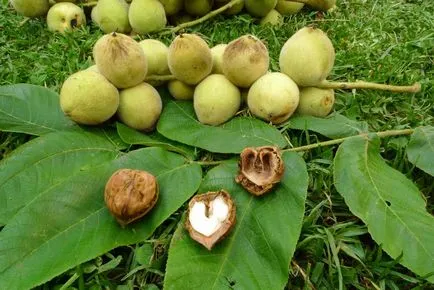 fotografie manciurian de nuci, de plantare, îngrijire, creștere în Moscova și Siberia