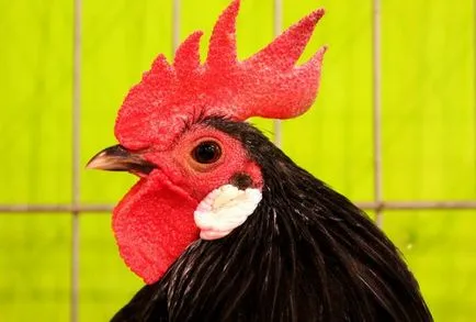 Описание испанската порода пилета Менорка, golosheyka пребледнял
