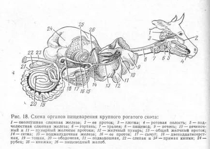 organele digestive