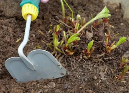 Fűrészpor szamóca tavasszal, ősszel, az előnyöket és a hátrányokat