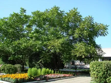 fotografie manciurian de nuci, de plantare, îngrijire, creștere în Moscova și Siberia