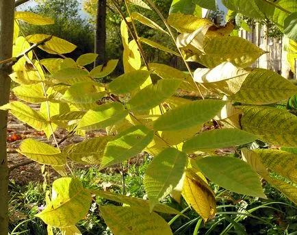 fotografie manciurian de nuci, de plantare, îngrijire, creștere în Moscova și Siberia