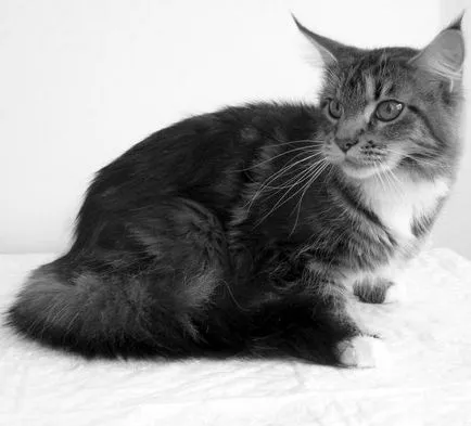 Descrierea Maine Coon