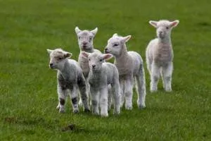 Характеристики на поддържането и развъждането на овце - моят живот