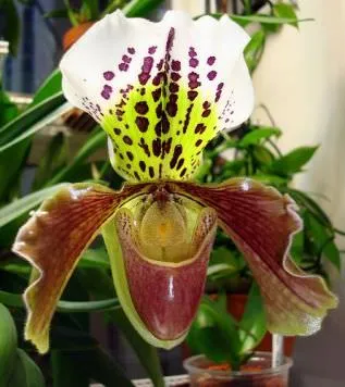 Orchideák pafiopedilum otthoni gondozást, a típusok és leírások, a hordozó, termesztési feltételek,
