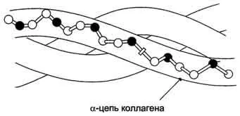 Характеристики на пептидната връзка