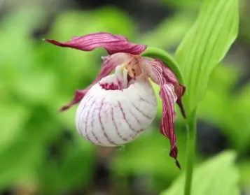 Orchideák pafiopedilum otthoni gondozást, a típusok és leírások, a hordozó, termesztési feltételek,