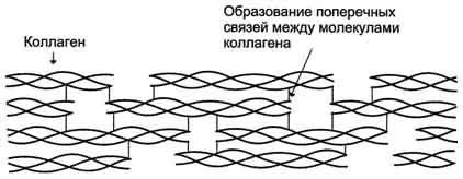 Характеристики на пептидната връзка