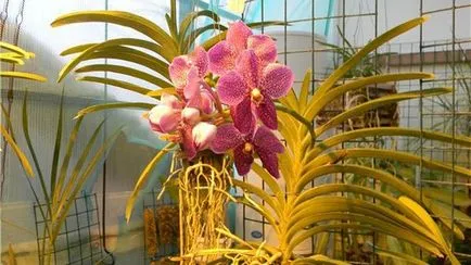Vanda orchidea üveg ellátás az otthoni