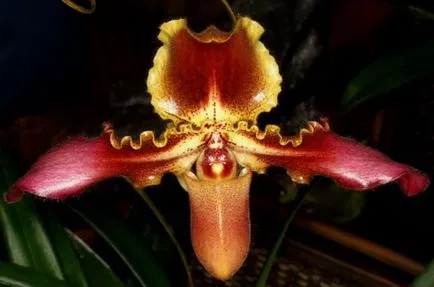 Orchideák pafiopedilum otthoni gondozást, a típusok és leírások, a hordozó, termesztési feltételek,