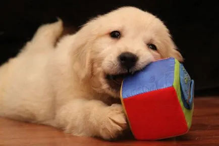 Jellemzői nevelés a kölyök golden retriveravse a kutyák - golden