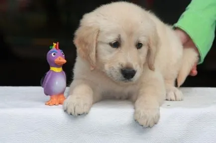 Jellemzői nevelés a kölyök golden retriveravse a kutyák - golden