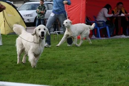 Jellemzői nevelés a kölyök golden retriveravse a kutyák - golden