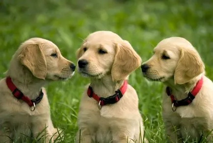 Jellemzői nevelés a kölyök golden retriveravse a kutyák - golden