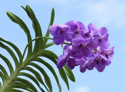 Vanda orhidee in ingrijire de sticla in casa