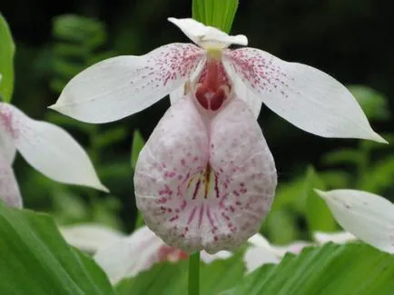 Orchideák pafiopedilum otthoni gondozást, a típusok és leírások, a hordozó, termesztési feltételek,