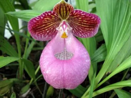 Orchideák pafiopedilum otthoni gondozást, a típusok és leírások, a hordozó, termesztési feltételek,