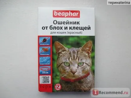 Guler împotriva puricilor și căpușelor pentru pisici Beaphar - „un accesoriu util pentru pisica fotografie animale