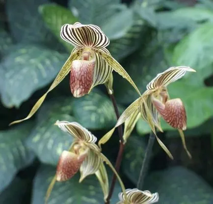 Orchideák pafiopedilum otthoni gondozást, a típusok és leírások, a hordozó, termesztési feltételek,