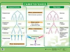 Ellentétben spermatogenezisre származó ovogenesis