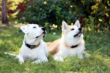 Akita kapcsolat más háziállatok