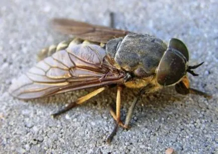 Diferența față de Horsefly streche