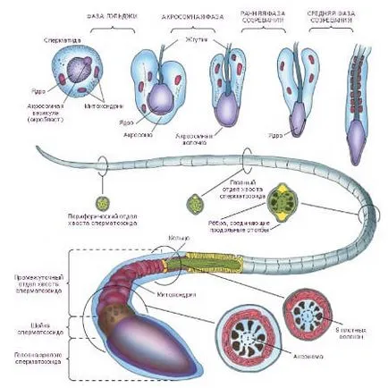 Oogenezis és spermatogenesis és összehasonlítjuk különbségek