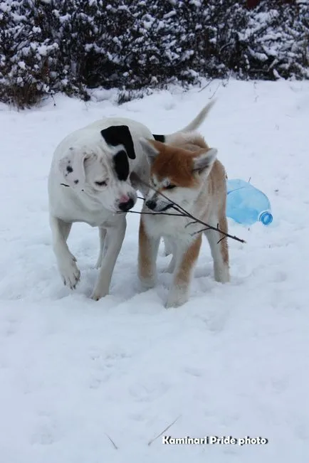 Akita relație cu alte animale de companie