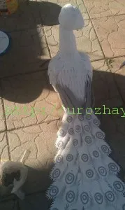 Peacock műanyag palackok saját kezűleg