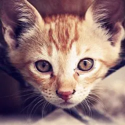 Burn la pisici, tratamentul de remedii populare - totul despre pisici și pisici cu dragoste