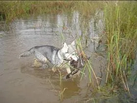 Vanatoare cu Husky Siberian