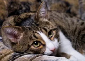 Бърнс при котки - мрежа от ветеринарни центрове medvet