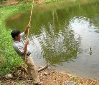 Pangasius Vietnamból