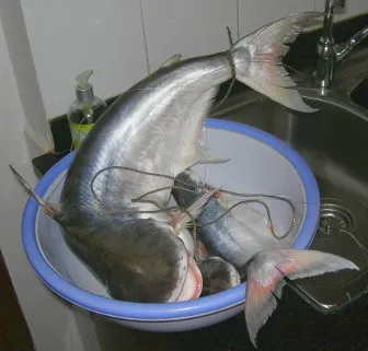 Pangasius Vietnamból