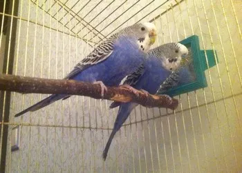 Bețe și stinghii pentru budgies