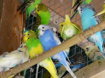 Bețe și stinghii pentru budgies