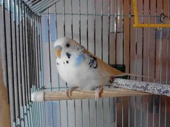 Bețe și stinghii pentru budgies