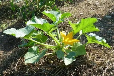 Squash - cultivarea și îngrijirea