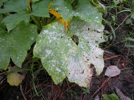 Squash - cultivarea și îngrijirea