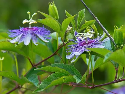 floarea pasiunii este comestibil, secretele de creștere houseplants