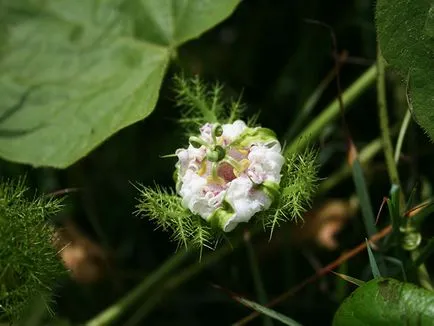 floarea pasiunii este comestibil, secretele de creștere houseplants